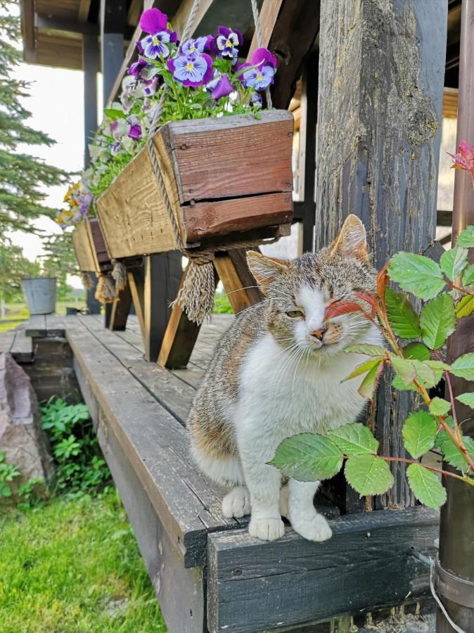 Dylewianka Villa Wysoka Wieś Buitenkant foto