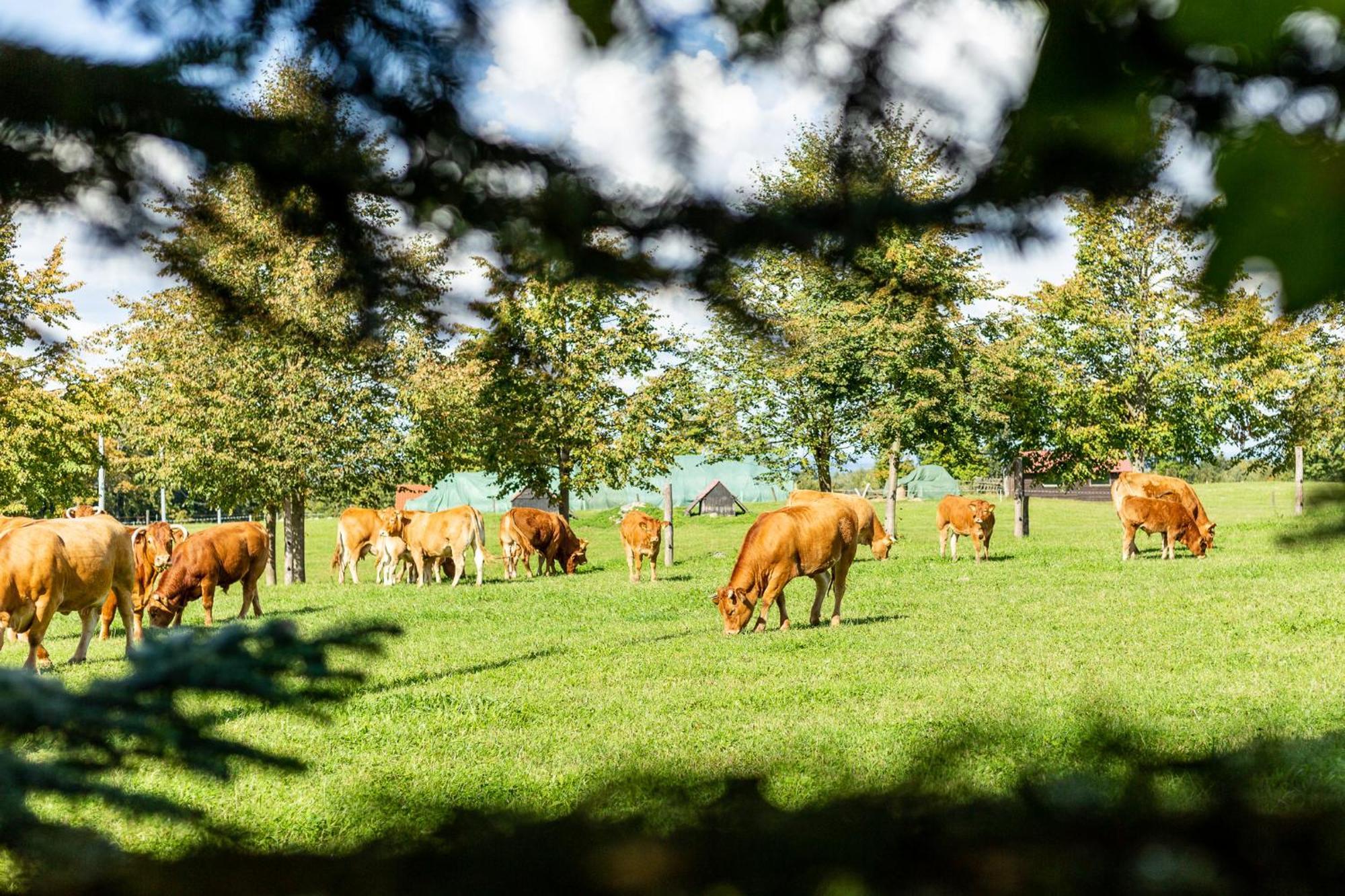 Dylewianka Villa Wysoka Wieś Buitenkant foto