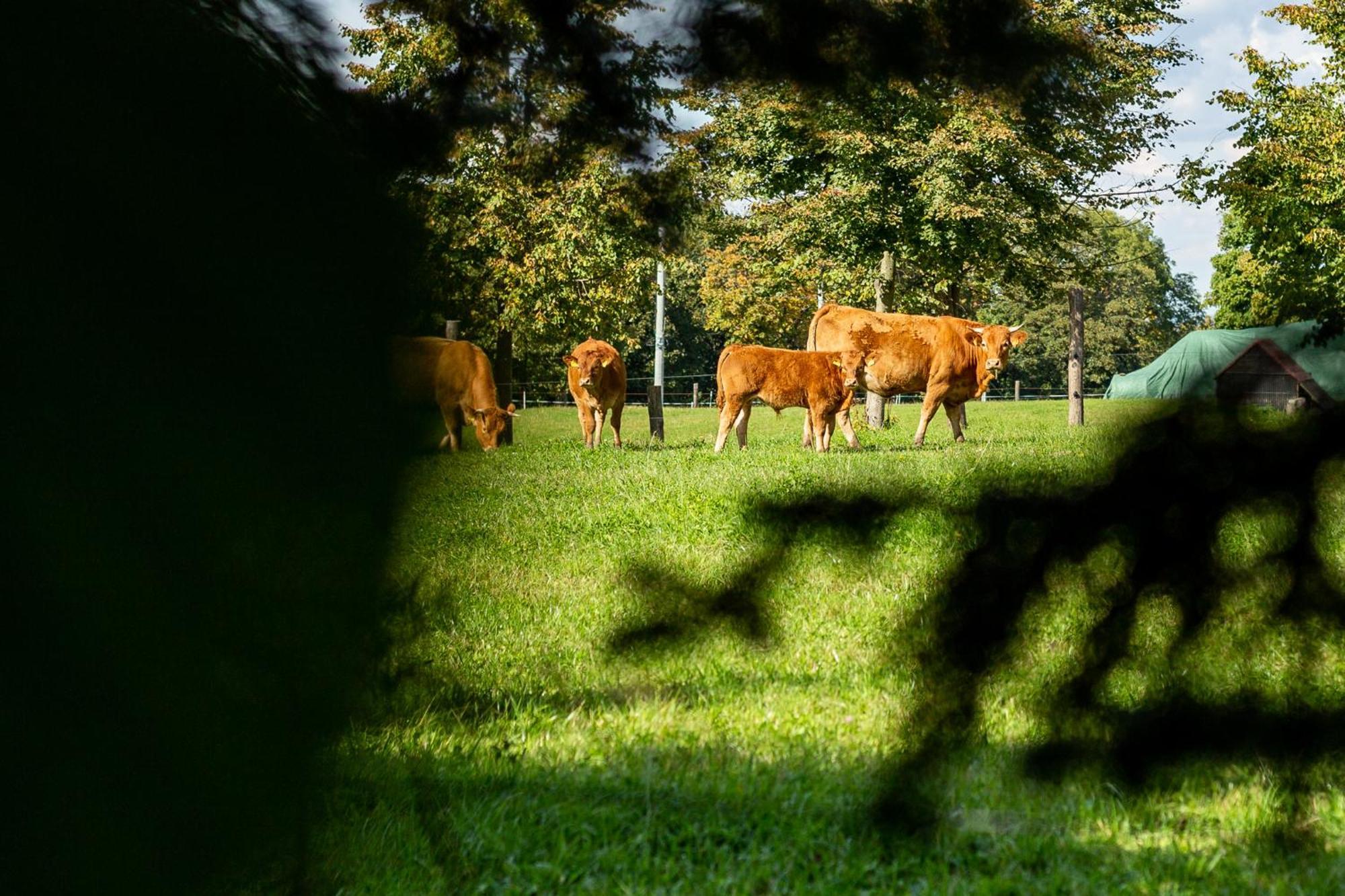 Dylewianka Villa Wysoka Wieś Buitenkant foto