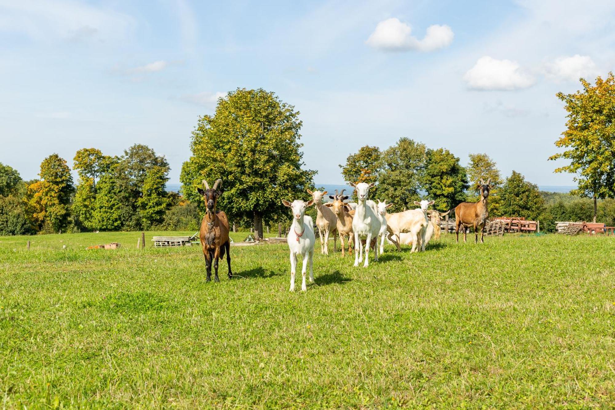Dylewianka Villa Wysoka Wieś Buitenkant foto