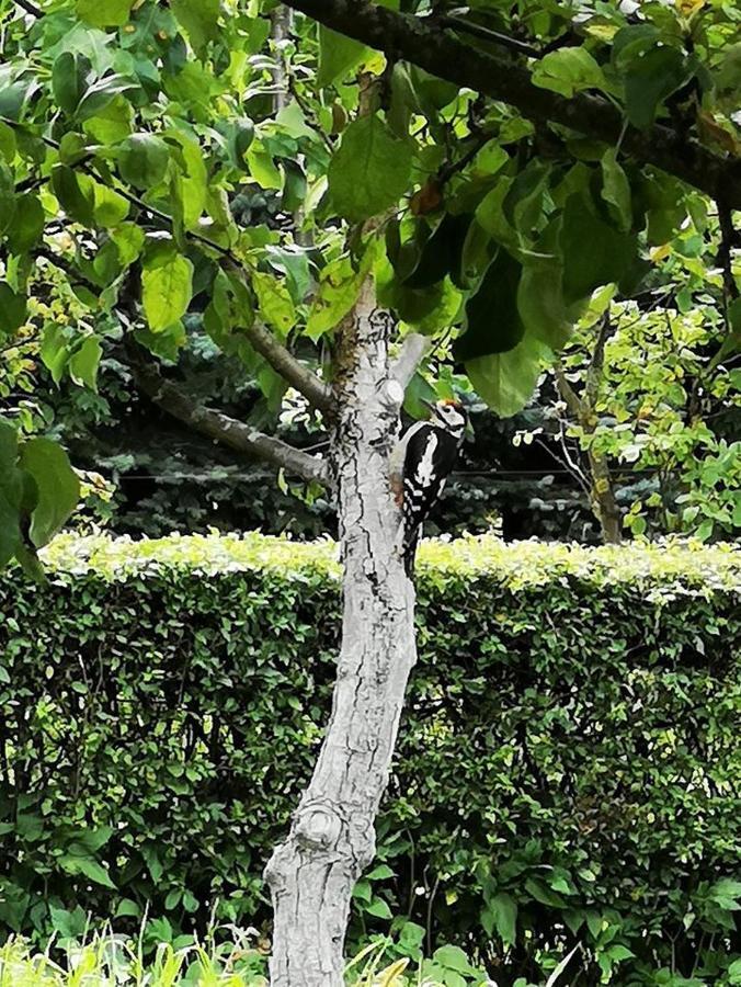 Dylewianka Villa Wysoka Wieś Buitenkant foto