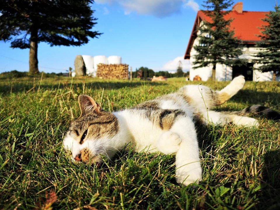 Dylewianka Villa Wysoka Wieś Buitenkant foto